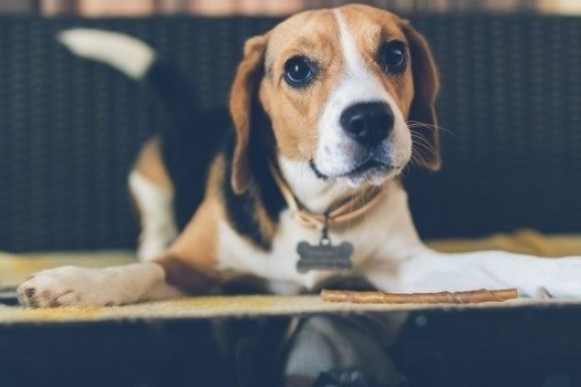 Jaka karma dla psów chorych na wątrobę?