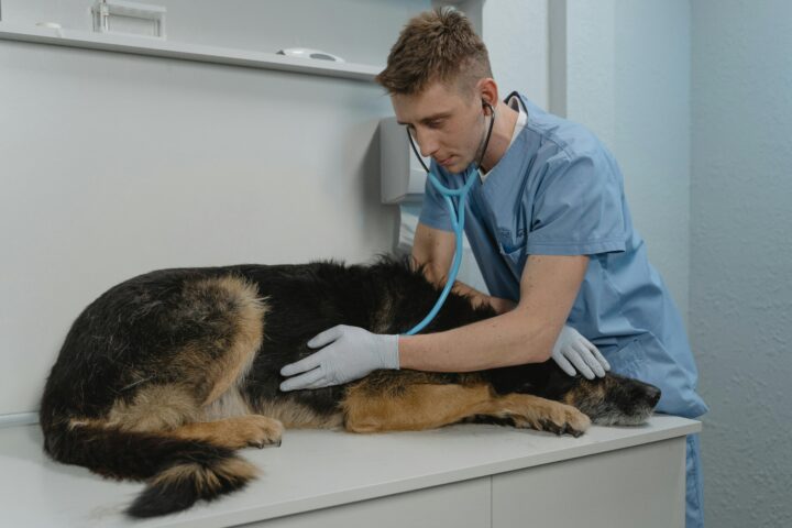 Jaka karma dla psów chorych na wątrobę?