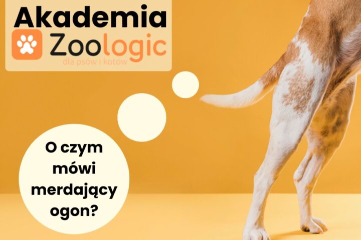 Dlaczego pies macha ogonem? To czasem ostrzeżenie, a nie zaproszenie do głaskania