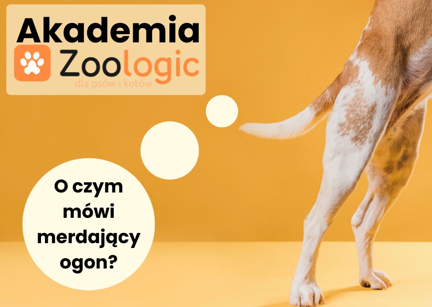 Dlaczego pies macha ogonem? To czasem ostrzeżenie, a nie zaproszenie do głaskania